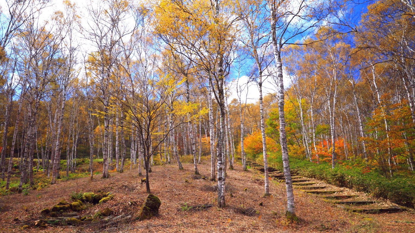 Japan's most beautiful birch colony