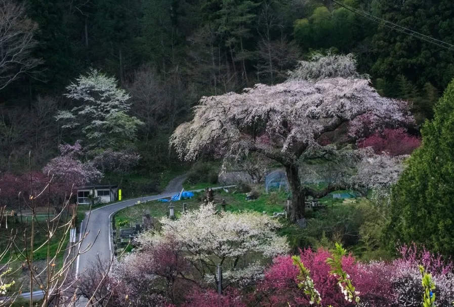 Kurofune-zakura: weeping cherry blossom