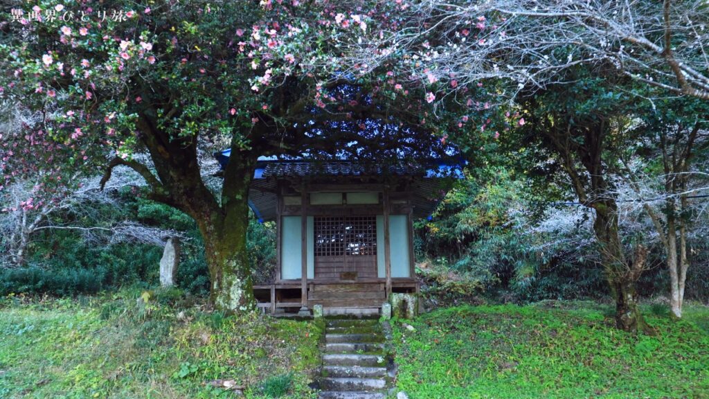阿弥陀堂/大洞のサザンカ｜川見四季桜の里