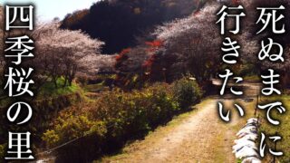 【愛知県豊田市】川見四季桜の里の絶景スポット9選