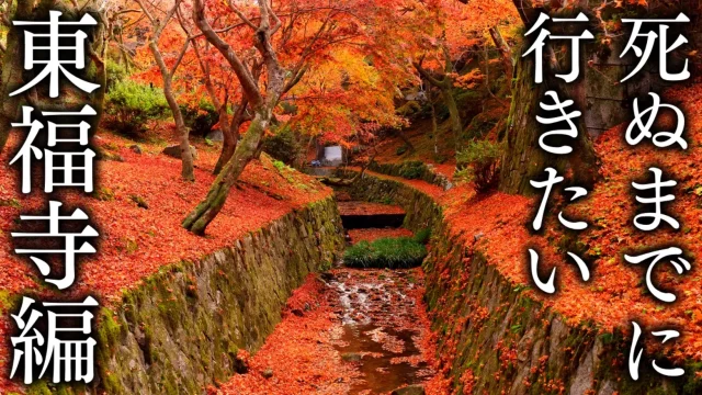 6 in the Tofukuji area】Excellent view of autumn foliage in Kyoto to visit in the fall.