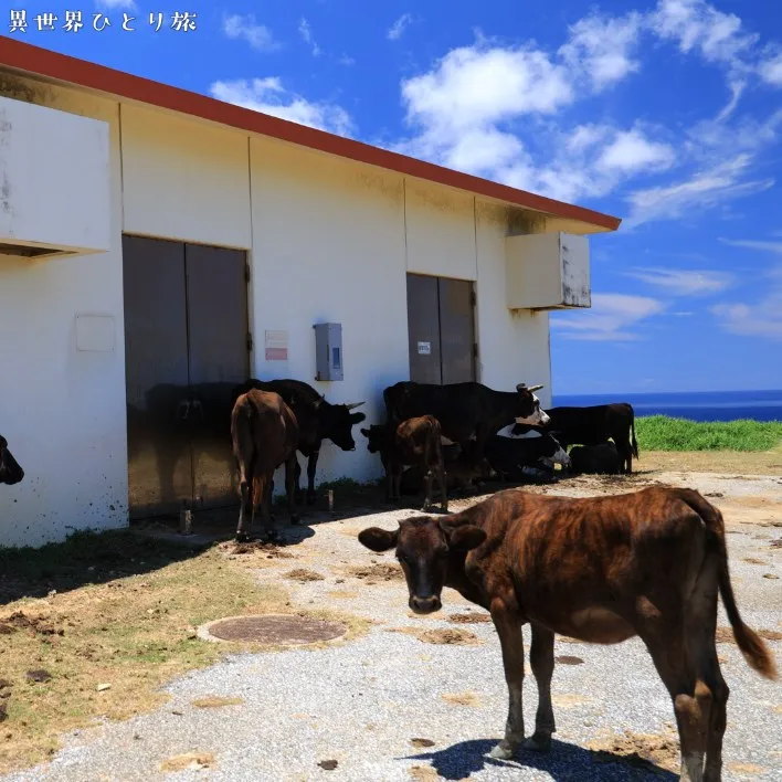 暑さにまいる牛|与那国島