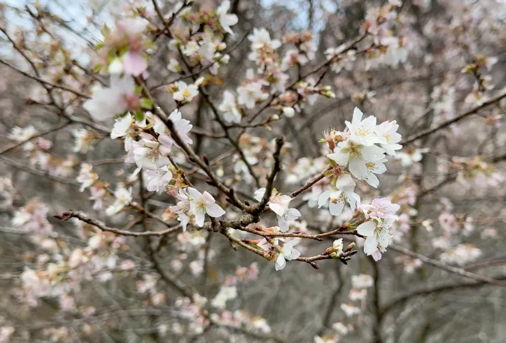 四季桜の桜はかなり小ぶり咲いてる