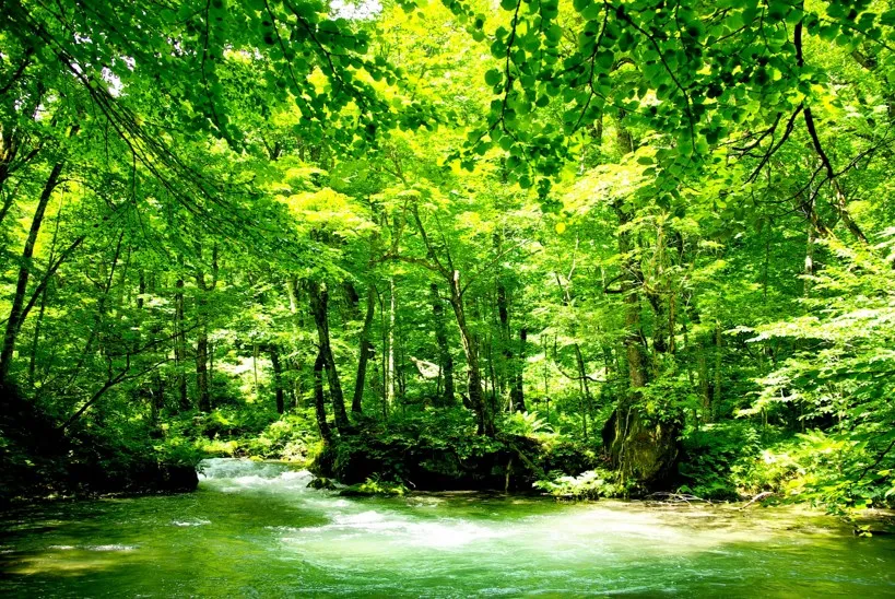 青森県、初夏の十和田湖 奥入瀬渓流