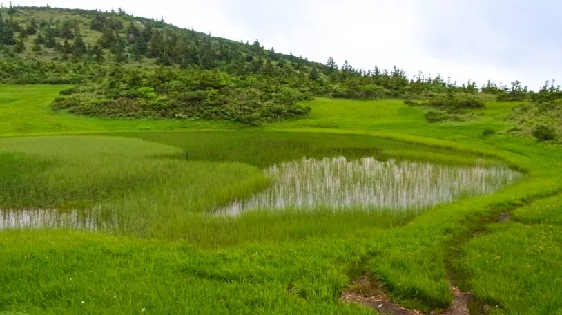 青森 田茂萢湿原（たもやちしつげん）の池塘（ちとう）