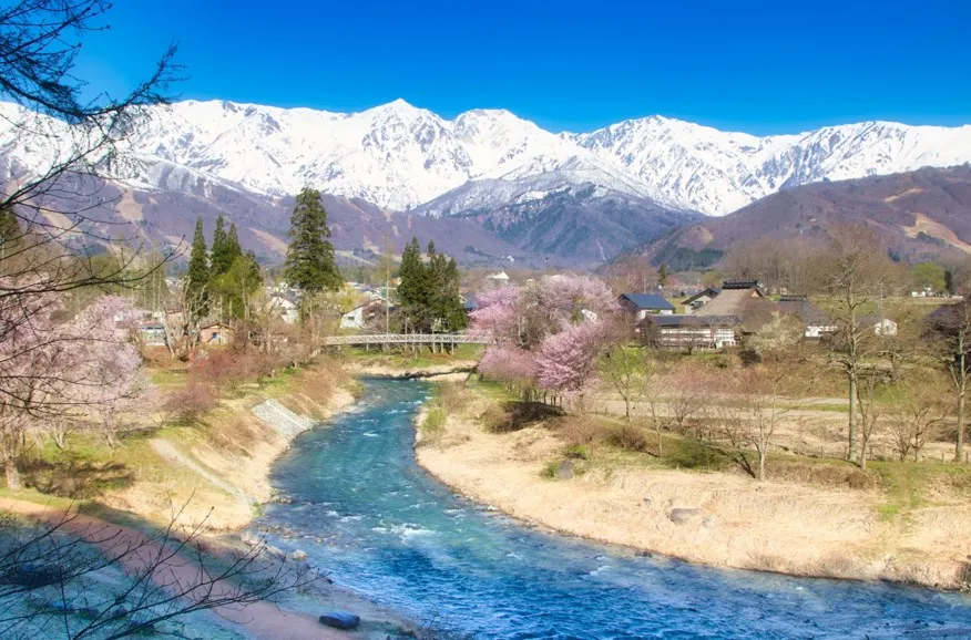 Hakuba Village in spring, superb view of cherry blossoms