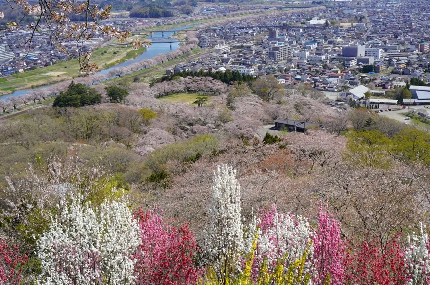 白石城の桜絶景
