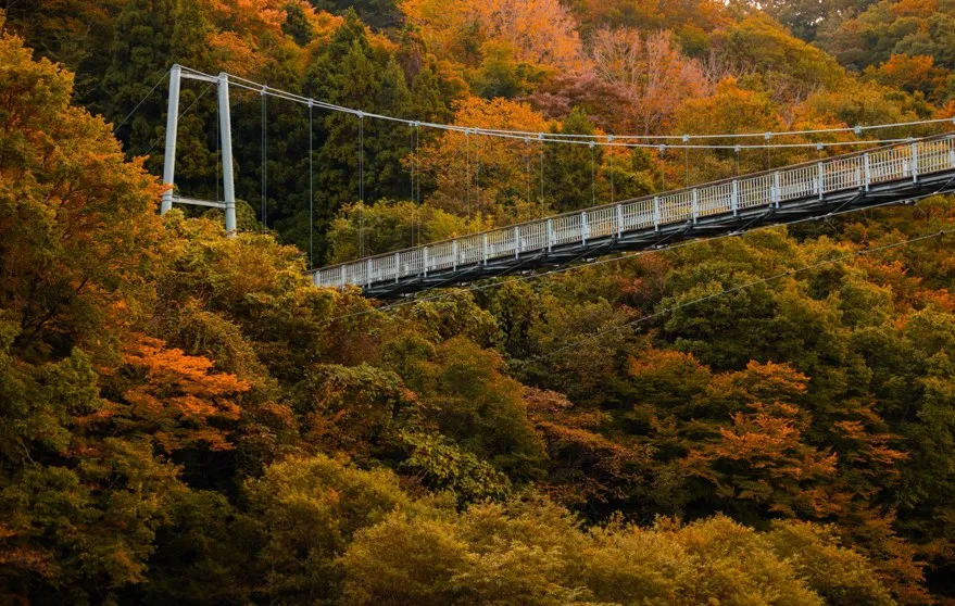 宮城県｜やまびこ吊り橋の紅葉