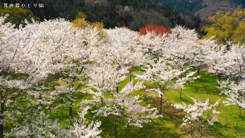 滋賀県｜桜の季節も美しい余呉湖