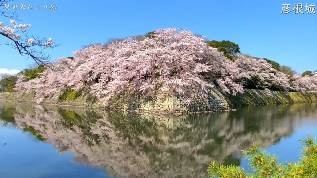 滋賀県｜彦根城の桜