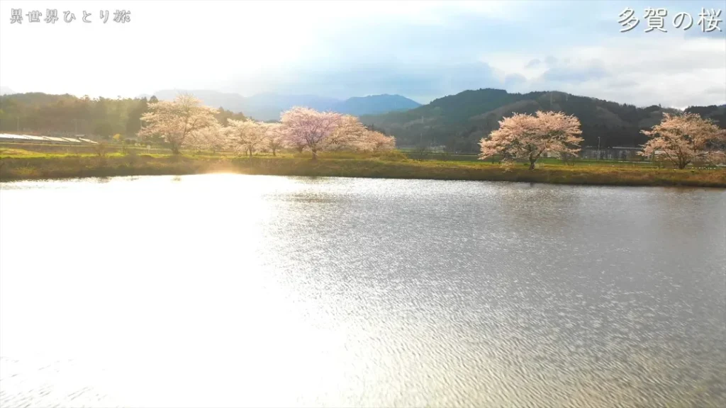 滋賀県｜多賀の桜