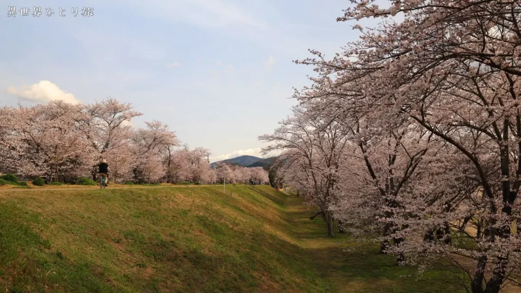 宮川堤の桜、三重県