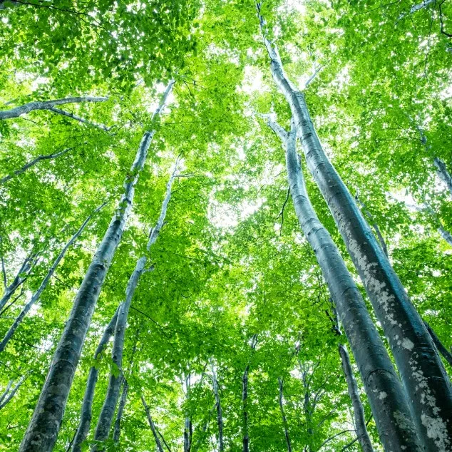 新緑の美人林（びじんばやし）｜新潟の絶景