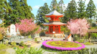 【京都西京区】正法寺（しょうぼうじ）の紅葉と桜