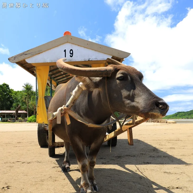 水牛で渡る｜由布島の夏