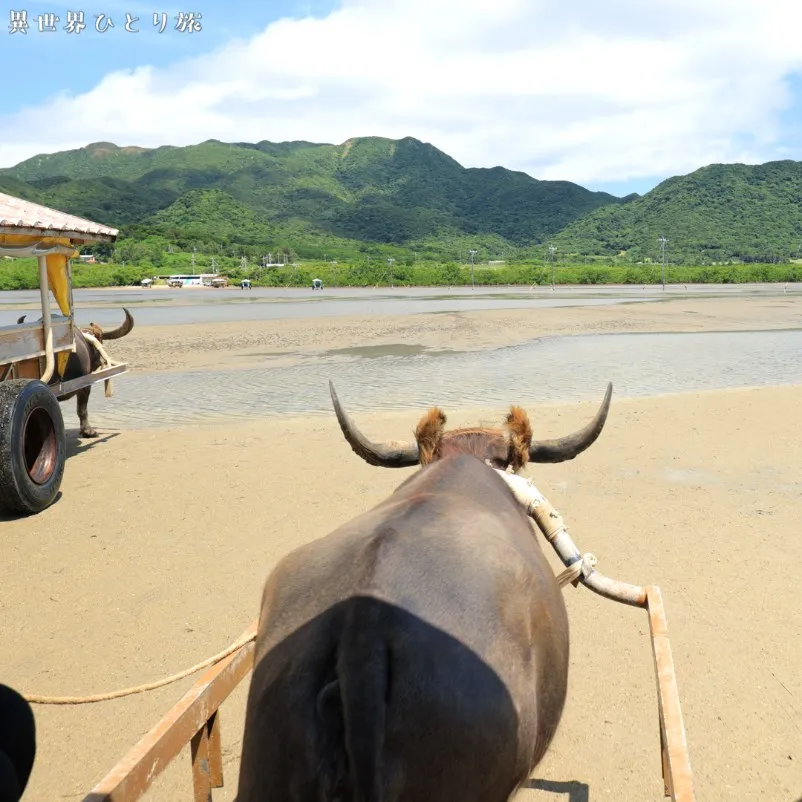 水牛で渡る｜由布島の夏