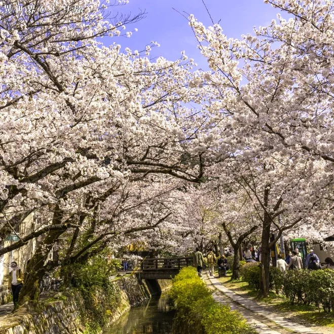 春｜哲学の道の桜