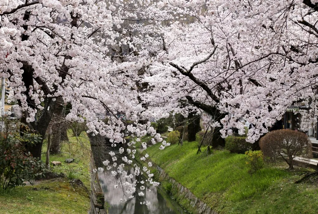 春｜哲学の道の桜