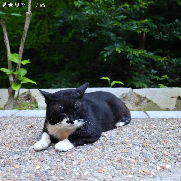 Cats encountered along the way (1)｜Fushimi Inari-taisha shrine, Kyoto