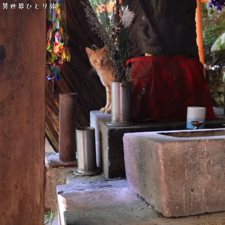 Cats I met (2) and (3)｜Fushimi Inari-taisha shrine, Kyoto