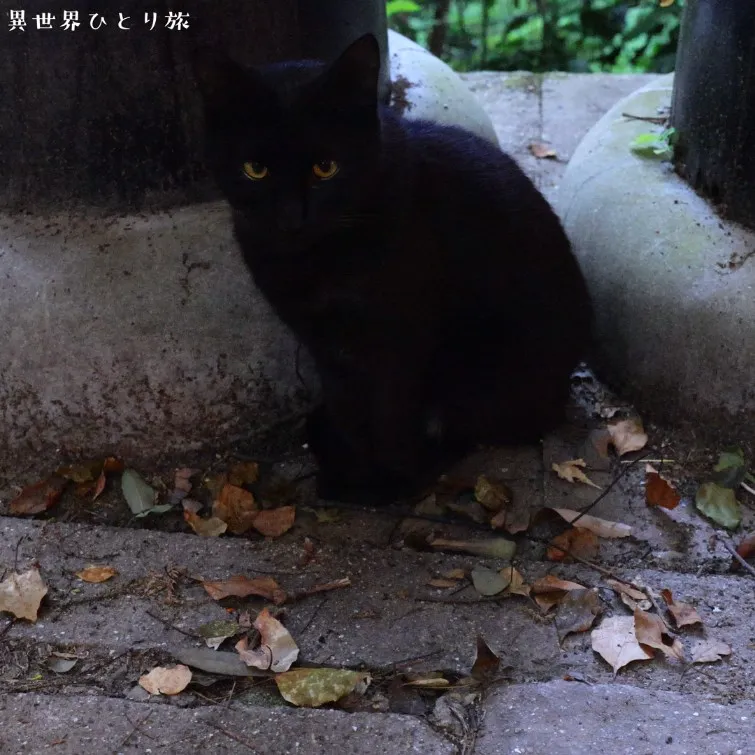 Cats I met (2) and (3)｜Fushimi Inari-taisha shrine, Kyoto