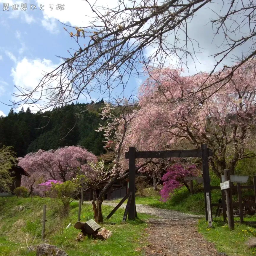 一石栃白木改番所跡の桜景色