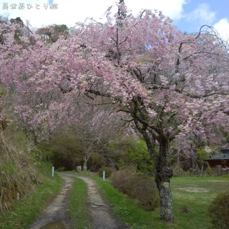 一石栃白木改番所跡の桜景色