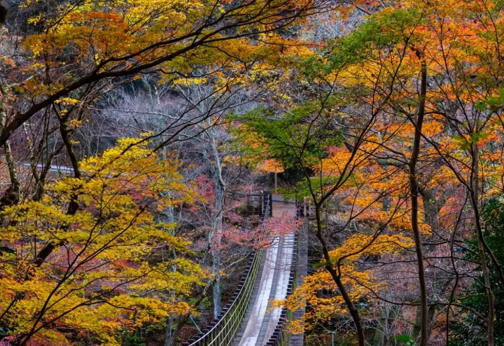 花貫渓谷　汐見滝吊り橋と紅葉