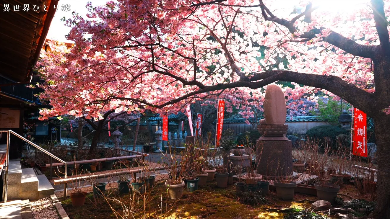 大王町の絶景、大慈寺の桜と大王埼灯台を訪ねて（三重県）