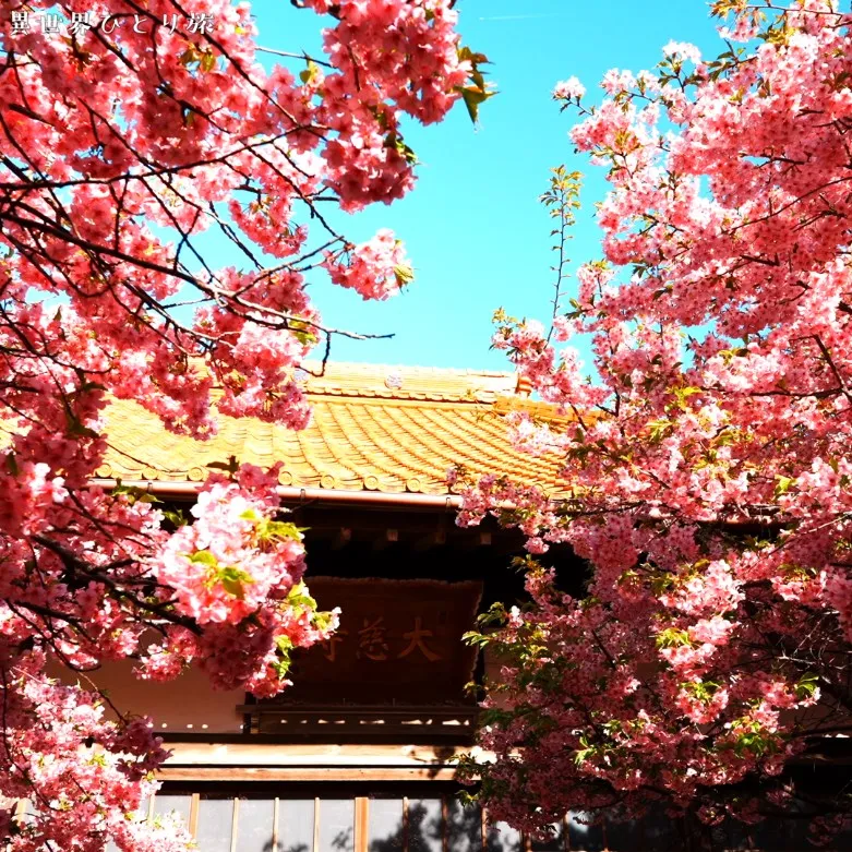 大慈寺のてんれい桜