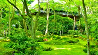 【新緑と紅葉の名所】往生院 祇王寺を訪ねて（京都奥嵯峨）