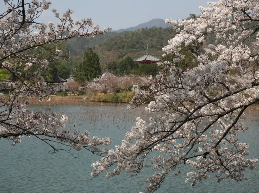 春もおすすめ！大沢池の桜