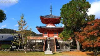【桜と紅葉の名所】大覚寺と大沢池を訪ねて｜京都右京区
