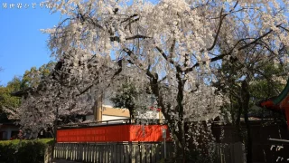 【芸能神社で有名】車折神社（くるまざき）の桜を訪ねて｜京都市右京区