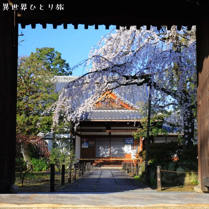 京都、上品蓮台寺（じょうぼんれんだいじ）の桜