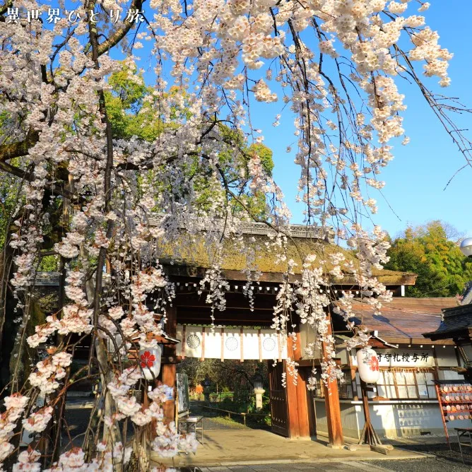 平野神社の桜、京都
