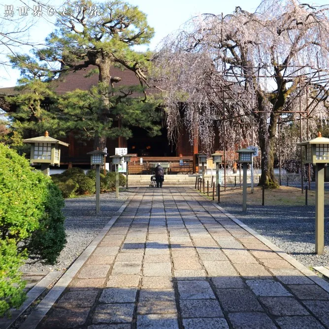 千本釈迦堂、大報恩寺 のおかめ桜を訪ねて