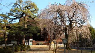 【千本釈迦堂】大報恩寺のおかめ桜を訪ねて｜京都上京区