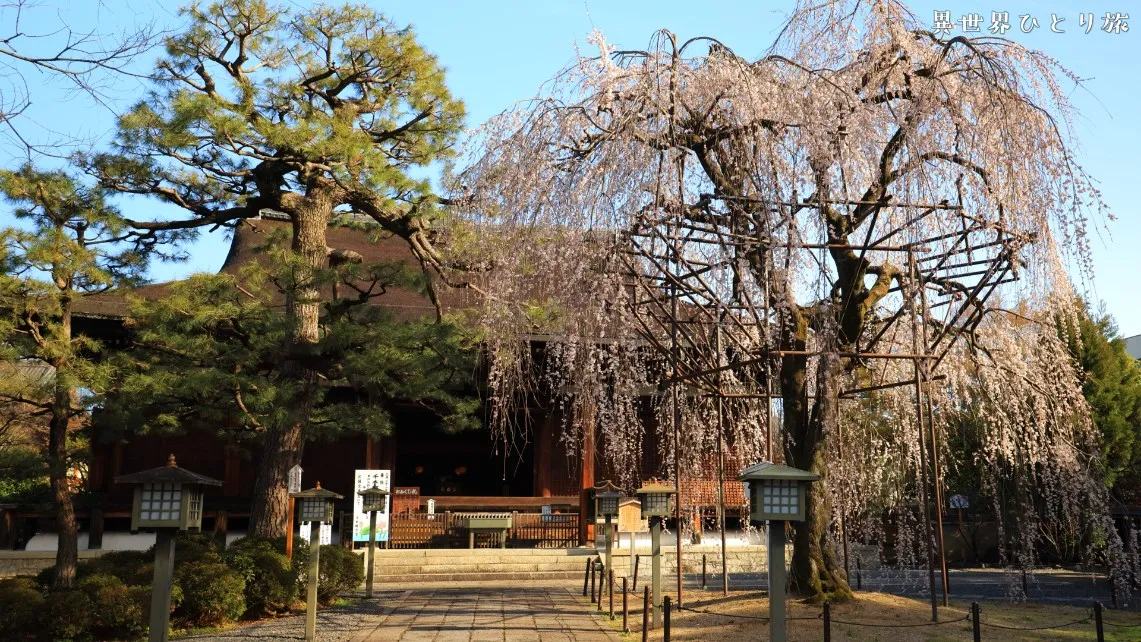 【千本釈迦堂】大報恩寺のおかめ桜を訪ねて｜京都上京区
