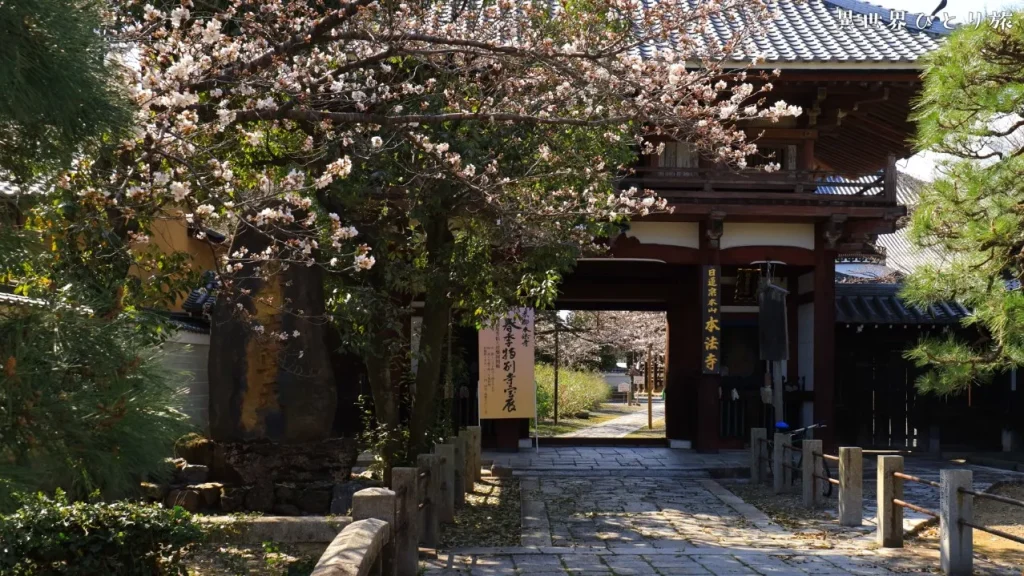 本法寺の春、桜景色を訪ねて｜京都上京区