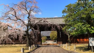 妙覺寺（みょうかくじ）の春を訪ねて｜京都市上京区