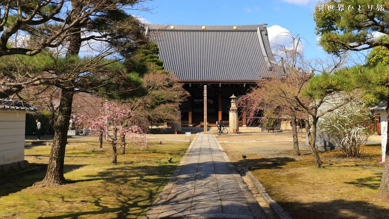 妙顕寺（みょうけんじ）の桜景色