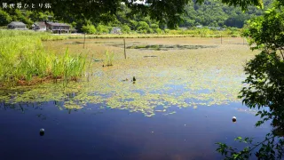 深泥池の謎に迫る｜京都北区の神秘的な絶景ミステリースポットを探検