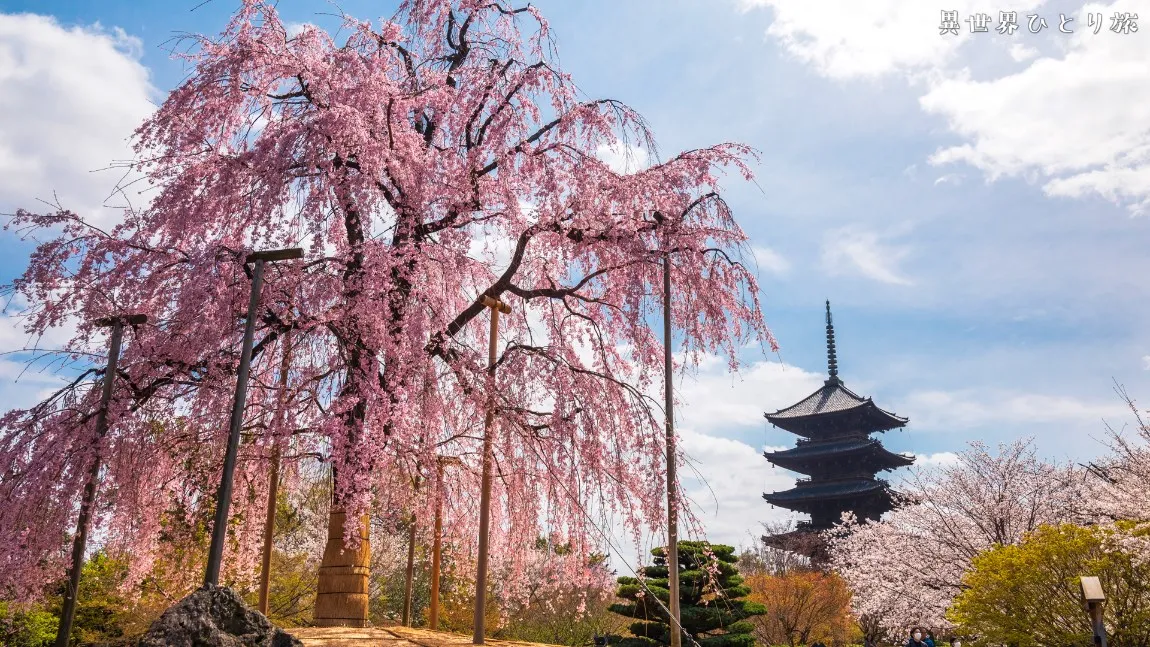 【満開の不二桜】東寺（とうじ）の春を訪ねて｜京都南区