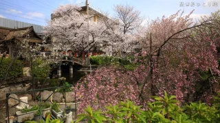 【源氏三神社】六孫王神社の桜景色を訪ねて｜京都南区