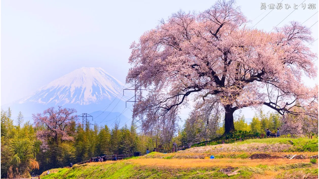 【富士山が見える】わに塚の桜と武田廣神社を訪ねて｜山梨県