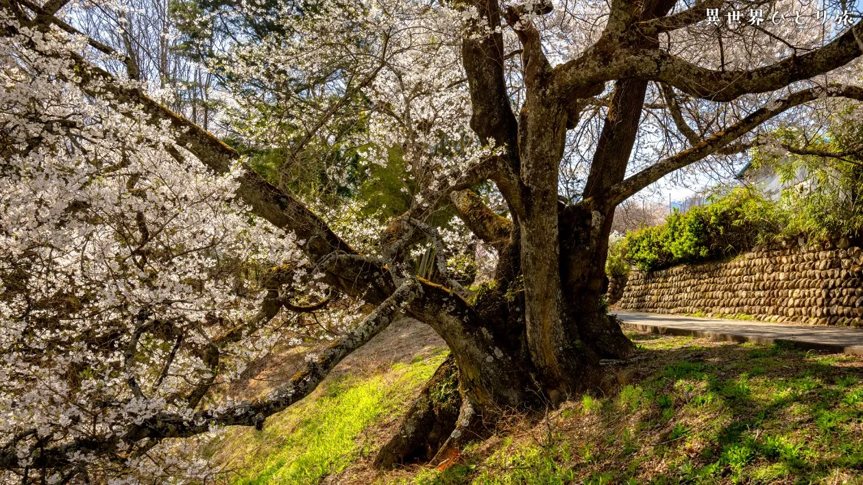 山梨県、秘境の桜｜関のサクラを訪ねて