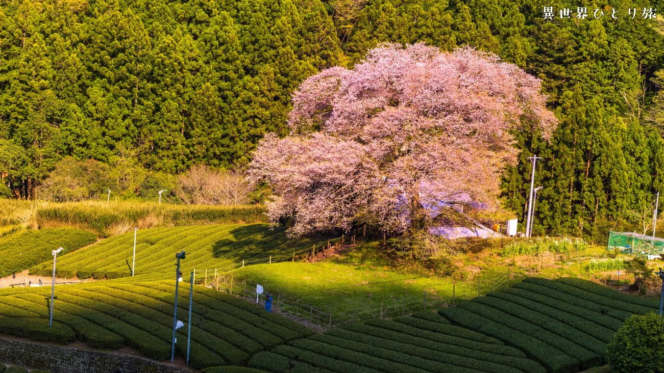 静岡県島田市の秘境、牛代の水目桜を訪ねて