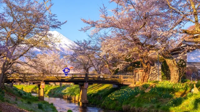 【富士山が見える美しい忍野村】忍野八海を巡る絶景旅
