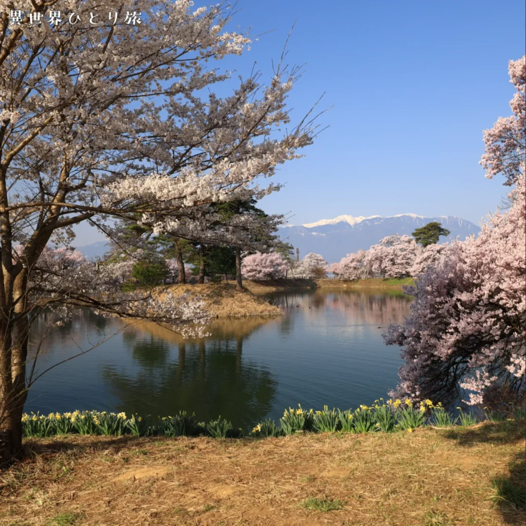 Cherry blossoms at Rokudo Tsutsumi
